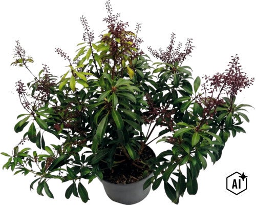 Pieris japonica v květináči se zelenými listy a tmavými květními pupeny. (Image AI modified or generated)