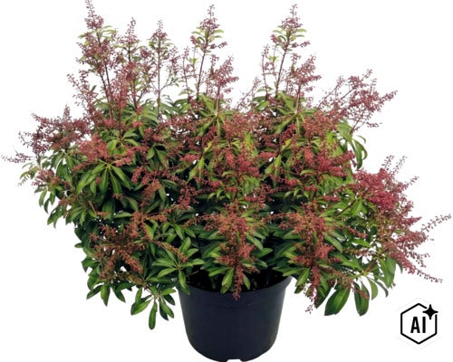 Pieris japonská s načervenalými poupaty a zelenými listy v černém květináči. (Image AI modified or generated)