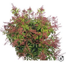 Pieris japonský Pieris japonica se zelenými listy a načervenalými květenstvími. (Image AI modified or generated)