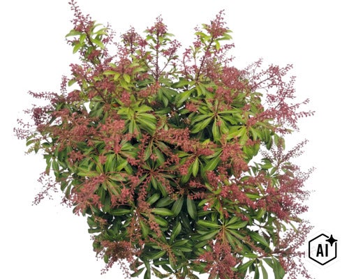 Pieris japonský Pieris japonica se zelenými listy a načervenalými květenstvími. (Image AI modified or generated)