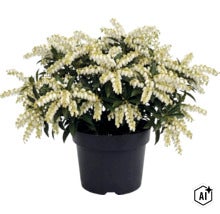 Pieris japonská s bílými květenstvími a zelenými listy v černém plastovém květináči. (Image AI modified or generated)