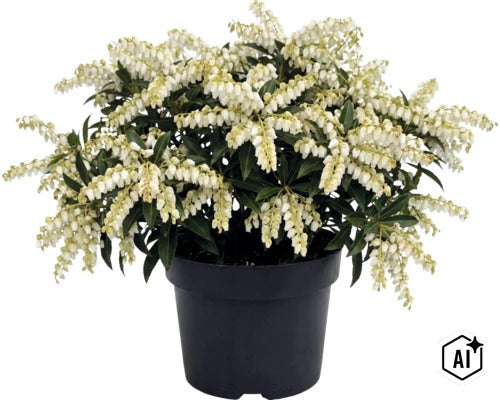 Pieris japonská s bílými květenstvími a zelenými listy v černém plastovém květináči. (Image AI modified or generated)