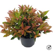 Blýskavka Photinia fraseri Little Red Robin v černém plastovém květináči. (Image AI modified or generated)