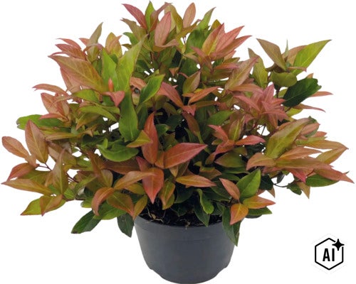 Blýskavka Photinia fraseri Little Red Robin v černém plastovém květináči. (Image AI modified or generated)