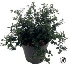 Latnatec FloraSelf Ceanothus thyrsiflorus var. repens květináč 5 l (Image AI modified or generated)