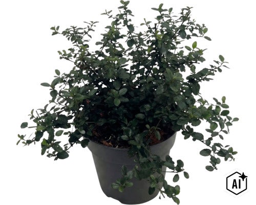 Latnatec FloraSelf Ceanothus thyrsiflorus var. repens květináč 5 l (Image AI modified or generated)