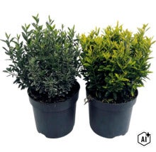 Brslen japonský FloraSelf Euonymus japonicus 'Microphyllus' květináč 2 l (Image AI modified or generated)