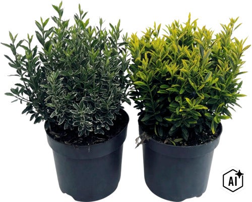 Brslen japonský FloraSelf Euonymus japonicus 'Microphyllus' květináč 2 l (Image AI modified or generated)