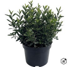 Brslen japonský FloraSelf Euonymus japonicus 'Microphyllus' květináč 2 l (Image AI modified or generated)