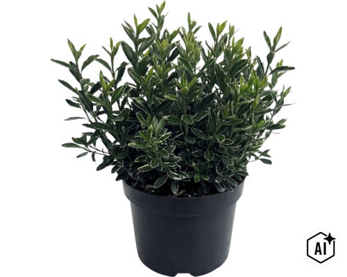 Brslen japonský FloraSelf Euonymus japonicus 'Microphyllus' květináč 2 l (Image AI modified or generated)