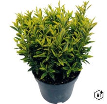 Brslen japonský FloraSelf Euonymus japonicus 'Microphyllus' květináč 2 l (Image AI modified or generated)