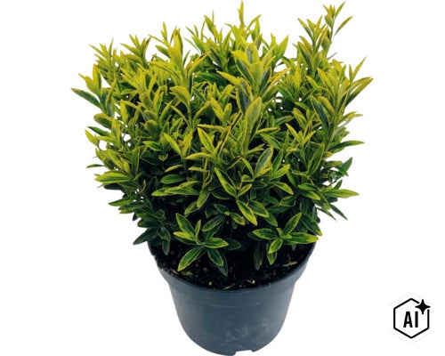 Brslen japonský FloraSelf Euonymus japonicus 'Microphyllus' květináč 2 l (Image AI modified or generated)