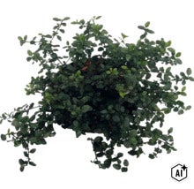 Latnatec FloraSelf Ceanothus thyrsiflorus var. repens květináč 5 l (Image AI modified or generated)