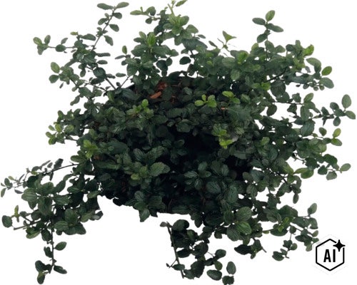 Latnatec FloraSelf Ceanothus thyrsiflorus var. repens květináč 5 l (Image AI modified or generated)