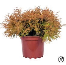 Túje, zerav západní oranžový Fire Chief FloraSelf Thuja occidentalis 'Fire Chief' ® EU-S květináč 3 l (Image AI modified or generated)