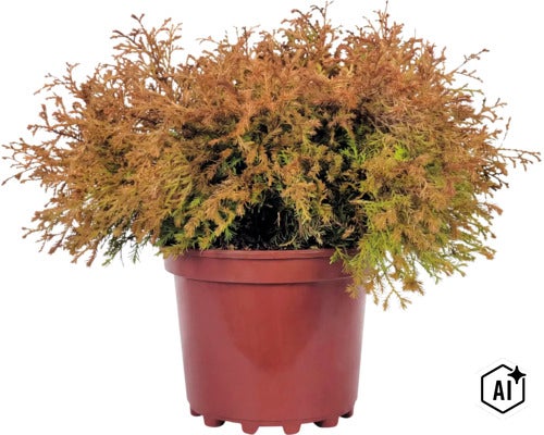 Túje, zerav západní oranžový Fire Chief FloraSelf Thuja occidentalis 'Fire Chief' ® EU-S květináč 3 l (Image AI modified or generated)