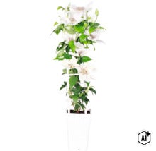 Plamének bílý FloraSelf Clematis Boulevard výška 45 cm květináč Ø 15 cm (Image AI modified or generated)