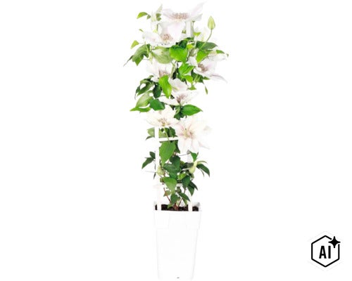 Plamének bílý FloraSelf Clematis Boulevard výška 45 cm květináč Ø 15 cm (Image AI modified or generated)