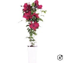 Plamének červený FloraSelf Clematis Boulevard výška 45 cm květináč Ø 15 cm (Image AI modified or generated)