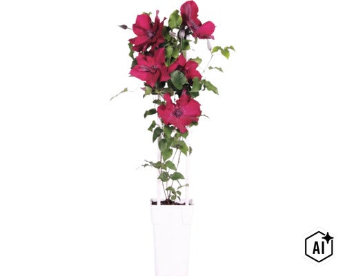 Plamének červený FloraSelf Clematis Boulevard výška 45 cm květináč Ø 15 cm (Image AI modified or generated)