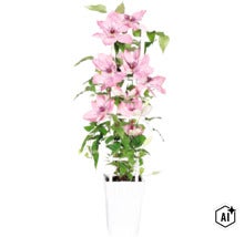 Plamének fialový/růžový FloraSelf Clematis Boulevard výška 45 cm květináč Ø 15 cm (Image AI modified or generated)