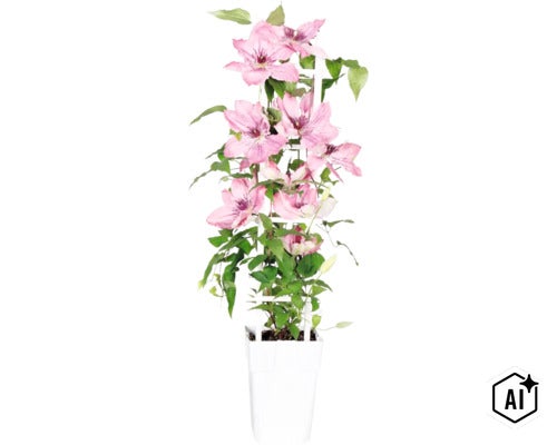 Plamének fialový/růžový FloraSelf Clematis Boulevard výška 45 cm květináč Ø 15 cm (Image AI modified or generated)