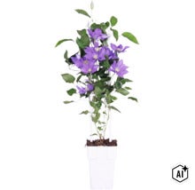 Plamének modrofialový FloraSelf Clematis Boulevard výška 45 cm květináč Ø 15 cm (Image AI modified or generated)