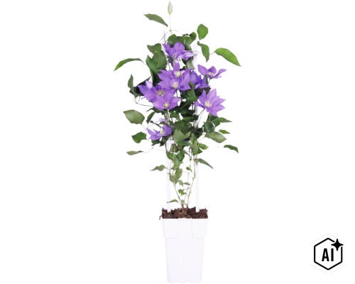 Plamének modrofialový FloraSelf Clematis Boulevard výška 45 cm květináč Ø 15 cm (Image AI modified or generated)