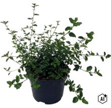 Latnatec FloraSelf Ceanothus thyrsiflorus var. repens výška 20-30 cm květináč 2 l (Image AI modified or generated)