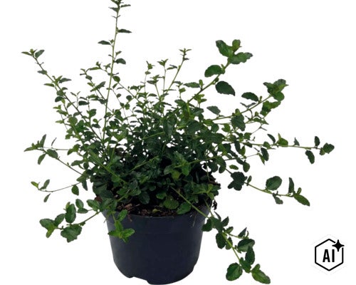 Latnatec FloraSelf Ceanothus thyrsiflorus var. repens výška 20-30 cm květináč 2 l (Image AI modified or generated)