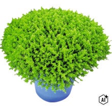Rozrazilec XXL FloraSelf Hebe armstrongii 'GreenBoys' květináč Ø 17 cm (Image AI modified or generated)