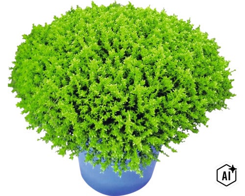 Rozrazilec XXL FloraSelf Hebe armstrongii 'GreenBoys' květináč Ø 17 cm (Image AI modified or generated)