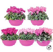 Brambořík perský FloraSelf Cyclamen Patio miska Ø 23 cm, různé barvy (Image AI modified or generated)
