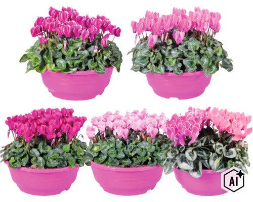 Brambořík perský FloraSelf Cyclamen Patio miska Ø 23 cm, různé barvy (Image AI modified or generated)
