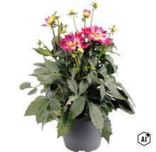 Jiřina FloraSelf Dahlia hybrid květináč Ø 23 cm 1 ks, různé druhy (Image AI modified or generated)