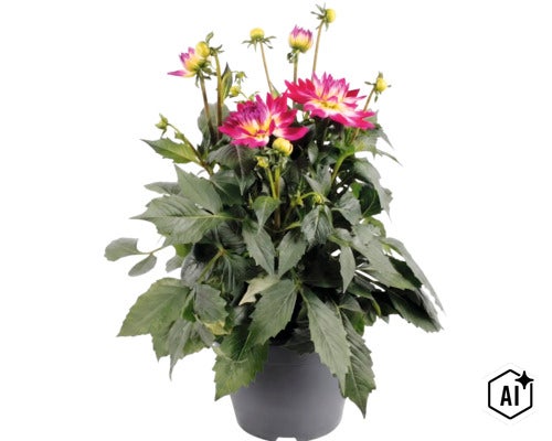 Jiřina FloraSelf Dahlia hybrid květináč Ø 23 cm 1 ks, různé druhy (Image AI modified or generated)