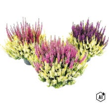 Vřes obecný FloraSelf Calluna vulgaris 'Beauty Ladies Colour Crown' Ø květináč 13 cm (Image AI modified or generated)
