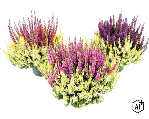 Vřes obecný FloraSelf Calluna vulgaris 'Beauty Ladies Colour Crown' Ø květináč 13 cm (Image AI modified or generated)