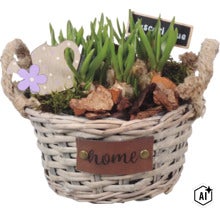 Jarní aranžmá v proutěném košíku s cibulemi modřenců (Muscari), mechem, kůrou, dřevěnou konvičkou a cedulkou Home. (Image AI modified or generated)