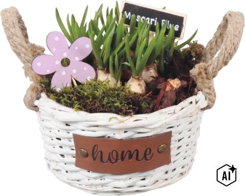 Osázený proutěný košík s modřenci (Muscari), mechem, ozdobnou květinou a cedulkou v košíku s uchy a nápisem home. (Image AI modified or generated)