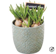 Cibulky modřence v ozdobném keramickém květináči s cedulkou s nápisem Muscari Blue (Image AI modified or generated)