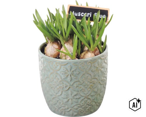 Cibulky modřence v ozdobném keramickém květináči s cedulkou s nápisem Muscari Blue (Image AI modified or generated)