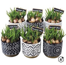 Modřenec Muscari Blue v různých černobíle vzorovaných keramických květináčích s malými cedulkami. (Image AI modified or generated)