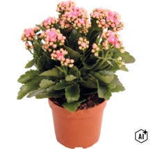 Kolopejka (Kalanchoe) v pěstebním květináči s mnoha poupaty a květy. (Image AI modified or generated)