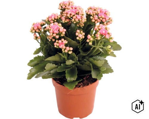 Kolopejka (Kalanchoe) v pěstebním květináči s mnoha poupaty a květy. (Image AI modified or generated)
