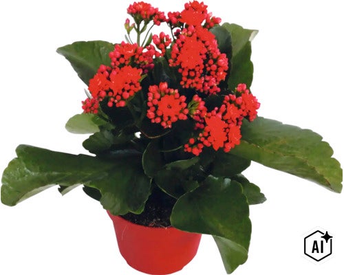 Kalanchoe s červenými květy v červeném květináči. (Image AI modified or generated)