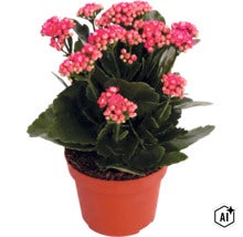 Kalanchoe s růžovými květy v hnědém květináči. (Image AI modified or generated)