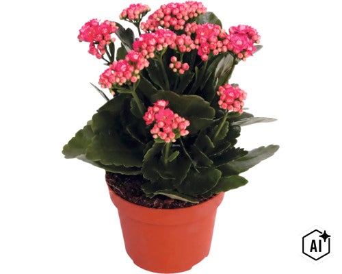Kalanchoe s růžovými květy v hnědém květináči. (Image AI modified or generated)
