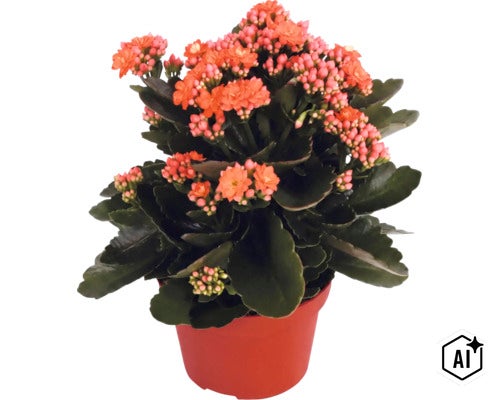 Kvetoucí pokojová rostlina Kalanchoe v plastovém květináči s tlustými, tmavě zelenými listy a oranžovými květy. (Image AI modified or generated)