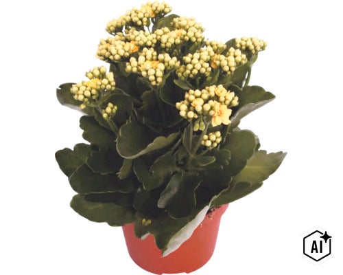 Kalanchoe v pěstebním květináči se žlutými květy a zelenými listy (Image AI modified or generated)
